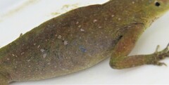 Anolis punctatus