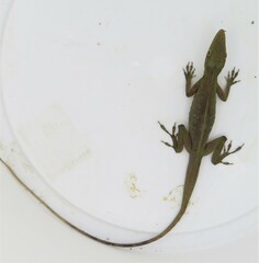 Anolis punctatus