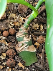 Philodendron quinquenervium