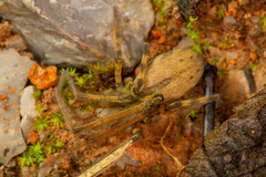 Sparassidae