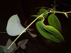 Smilax purpurata