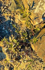 Dracocephalum peregrinum