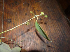 Smilax purpurata