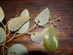 Smilax purpurata