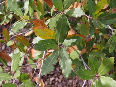 Quercus arizonica