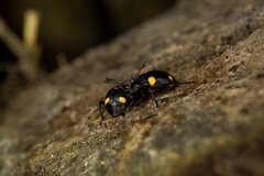 Eumorphus quadriguttatus