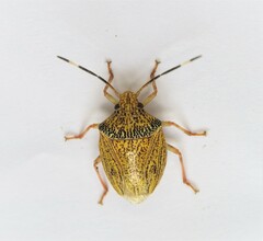 Antiteuchus sepulcralis