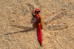 Crocothemis