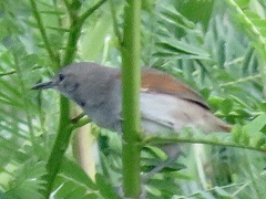 Mazaria propinqua