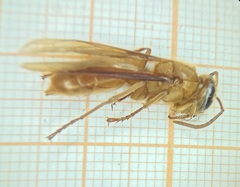 Provespa barthelemyi