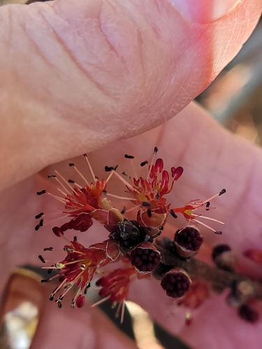 Red maple (Acer rubrum)