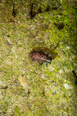 Macrochenus isabellinus