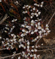 Polygala umbellata
