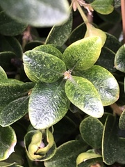 Eurytetranychus buxi