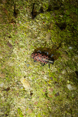 Macrochenus isabellinus