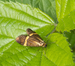 Nemophora degeerella