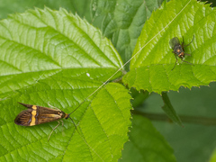 Nemophora degeerella