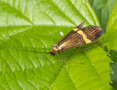 Nemophora degeerella
