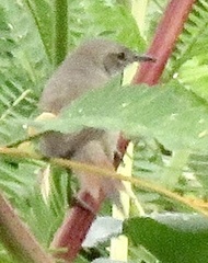 Mazaria propinqua