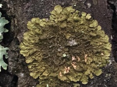 Melanelixia glabratula