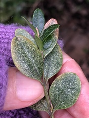 Eurytetranychus buxi