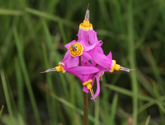 Primula pauciflora