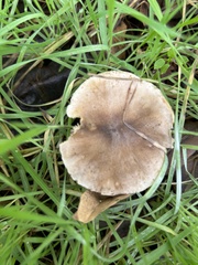 Melanoleuca