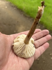 Melanoleuca