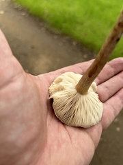 Melanoleuca