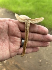 Melanoleuca