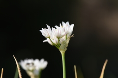 Allium trifoliatum