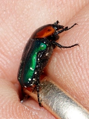 Leucocelis amethystina