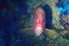 Sargocentron spiniferum