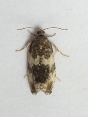 Pseudosciaphila duplex