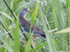 Porphyrio flavirostris