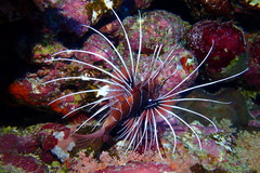 Pterois cincta