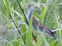 Porphyrio flavirostris