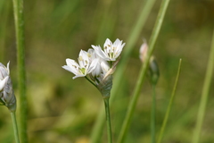 Allium trifoliatum