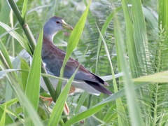 Porphyrio flavirostris