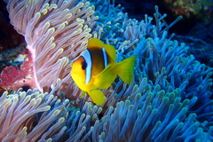 Amphiprion bicinctus