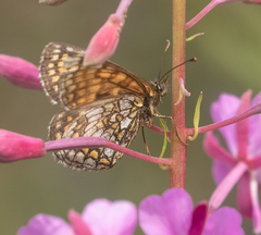 Melitaea celadussa