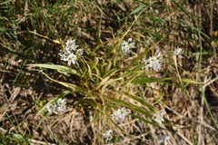 Allium trifoliatum