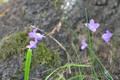 Campanula stevenii