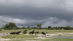 Hippotragus niger niger