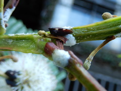 Enchenopa quadricolor