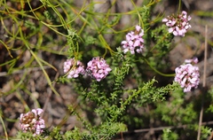 Disparago ericoides