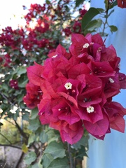 Bougainvillea