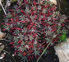 Lampranthus ceriseus