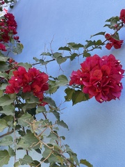 Bougainvillea