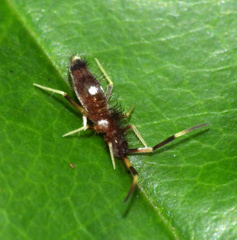 Entomobryomorpha